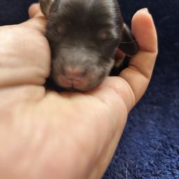 Cardamom - Black and tan male Dachshund puppy in Elko, Nevada from Hobby Horse Homestead Mini Doxies