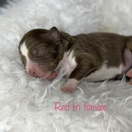Girl 2 - Miniature Australian Shepherd puppy in Buchanan, Georgia from Stanleyville Farm Mini Aussies