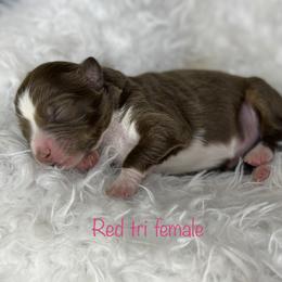Girl 2 - Miniature Australian Shepherd puppy in Buchanan, Georgia from Stanleyville Farm Mini Aussies