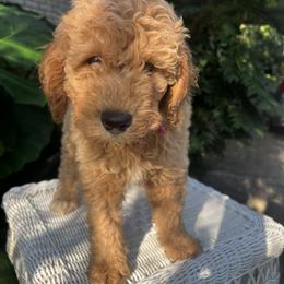 Goldendoodle Puppies from Mini Golden Doodles