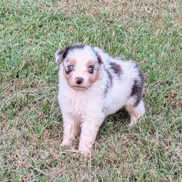Rembrandt - Blue merle male Miniature Australian Shepherd puppy in Lufkin, Texas from Texas Lil Cowdogs
