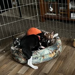 Basenjis from TAKARI’S Basenjis