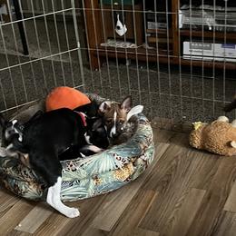 Basenjis from TAKARI’S Basenjis