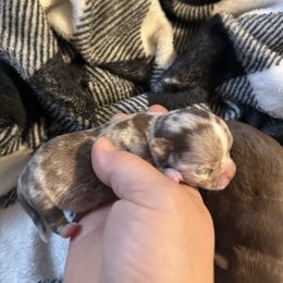 Winter - Merle female Chihuahua puppy in Breese, Illinois from Casey's Chihuahuas and mini Dachshunds