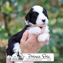 Prince Eric - Black and white male Sheepadoodle puppy in Cleveland, Tennessee from Narrow Path Old English & Sheepadoodles