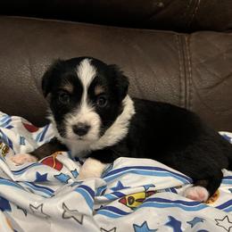 Reba Boy 2 - Black Miniature Australian Shepherd puppy in Buchanan, Georgia from Stanleyville Farm Mini Aussies