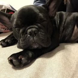 French Bulldog Puppies from TC’s French Bulldogs