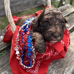 Lily - Sable female Aussiedoodle puppy in Kings Mountain, North Carolina from Champion Farms Doodles