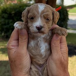 Hope - Red  female Goldendoodle puppy in Newnan, Georgia from Wagging Tailz Pups