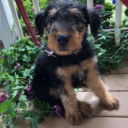 Girl 1 - female Airedale Terrier puppy in Anderson, California from Airedales of Myriad Ranch