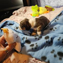 Dachshund Puppies from Randal Hunke