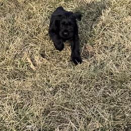 Boy 3 - Black male Giant Schnauzer puppy in Bois D’arc, Missouri from Down Low Kennels