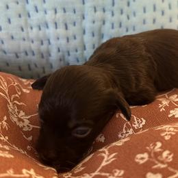 Boy 1 - male Havanese puppy in Arizona from HavaDoggie