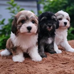 Cavachon, Cavalier King Charles Spaniel, Cavapoo, and Havanese Puppies from Peaks Pups & Cavachon Love Chocolate Cavaliers, Cavaliers, Cavachon’s, Cavapoos & Havanese