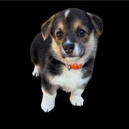 Luca - Black and tan male Pembroke Welsh Corgi puppy in Saint Johns, Florida from Colebrooke Farm