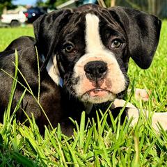 Blue Collar - Brindle male Boxer puppy in Pass Christian, Mississippi from Amanda's Boxers