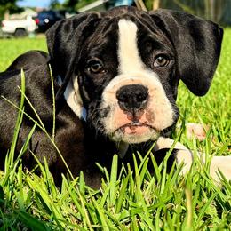Blue Collar - Brindle male Boxer puppy in Pass Christian, Mississippi from Amanda's Boxers