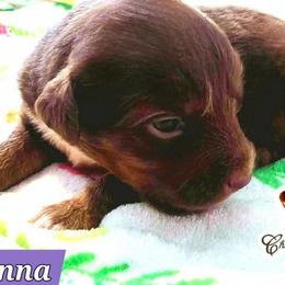 Makenna - Red tri female Miniature Australian Shepherd puppy in Punta Gorda, Florida from Christie's Creekside Aussies