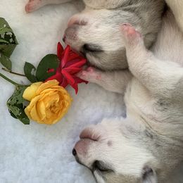 Siberian Husky Puppies from Sassenach Siberians