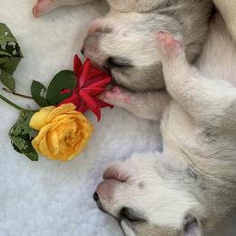 Siberian Husky Puppies from Sassenach Siberians