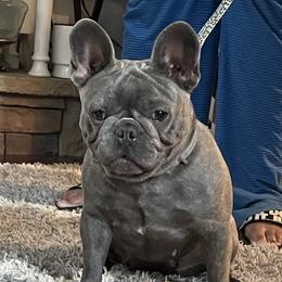 Chloe - French Bulldog