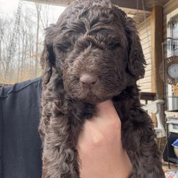 Goldendoodle Puppies from Dani’s Doodles