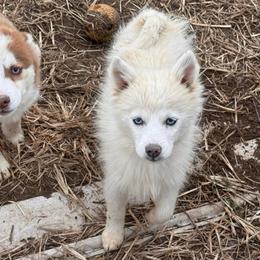 Kira - White female Pomsky puppy in Bucyrus, Missouri from Hill Top Pomskies