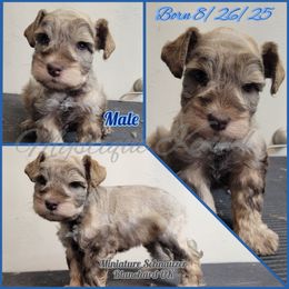 Mabel's male - Liver male Miniature Schnauzer puppy in Blanchard, Oklahoma from Mystique Kennel