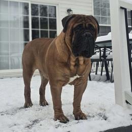 Ceasar - Bullmastiff