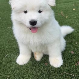 Green - White male Samoyed puppy in Paulden, Arizona from Carefree Samoyeds & Deserthills Labradors