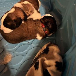 Saint Bernard Puppies from NEK Saints (Oh Boy Acres)