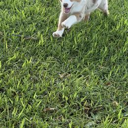 Miniature Australian Shepherd Puppies from Rounvale