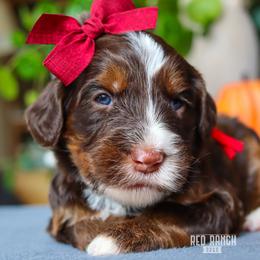 Raven - Phantom female Bernedoodle puppy in Salado, Texas from Red Ranch Dogs