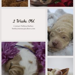 Goldendoodles from Woodbridge Puppy Academy