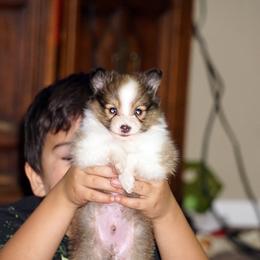 Rottweiler and Shetland Sheepdog Puppies from Mountain High Kennels