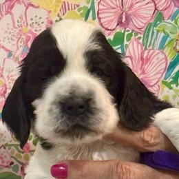 Purple Girl - Black and white female English Cocker Spaniel puppy in Jupiter, Florida from Karyn's English Cocker Spaniels