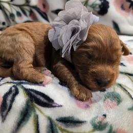 Avery - Red female Cavapoo puppy in Truckee, California from Heavenly Goldendoodles