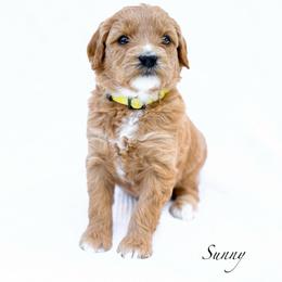 Sunny - Red  female Goldendoodle puppy in Boise, Idaho from Goldendoodle Baby