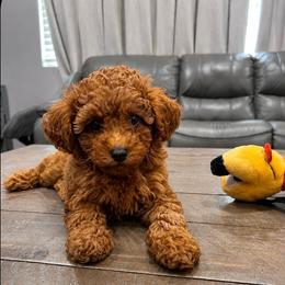 Girl 2 - Red  female Poodle puppy in Riverside, California from Poodles