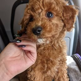 Poodles from Sweet Dream Poodles