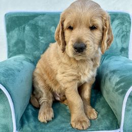Fluffernutter - Merle male Goldendoodle puppy in De Bary, Florida from Lena’s “Christmas Cookies”