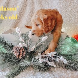 Goldendoodle Puppies from Big Top Doodles