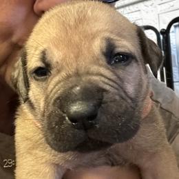 Mulan - Fawn female Boerboel puppy in Bon Aqua, Tennessee from Erickson Ranch Boerboels