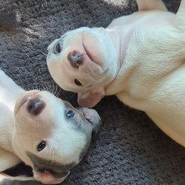 Italian Greyhound Puppies from Alura Italian Greyhounds