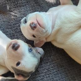 Italian Greyhound Puppies from Alura Italian Greyhounds