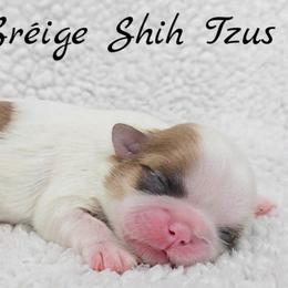 AKC Gold and White Parti Female - Gold and white female Shih Tzu puppy in Las Vegas, Nevada from Beirin Breige Shih Tzus