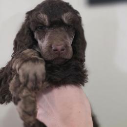 Ember - Phantom female Poodle puppy in New York from Powder Puff Poodles