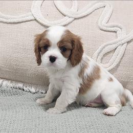 Beau - Blenheim male Cavalier King Charles Spaniel puppy in Binger, Oklahoma from King of the Hill Cavaliers