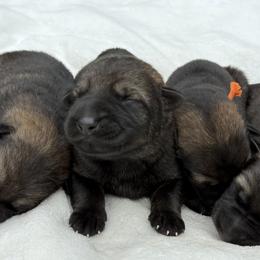 Yellow - Sable male German Shepherd puppy in Buffalo, West Virginia from Z Tykev Vino LLC