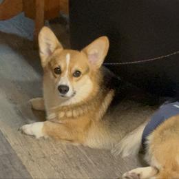Pembroke Welsh Corgi puppies from Promise Land Farm